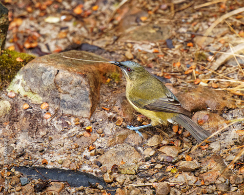 Bellbird collecting nesting materials, Kahurangi National Park, Tasman region, south island, Aotearoa / New Zealand. photo