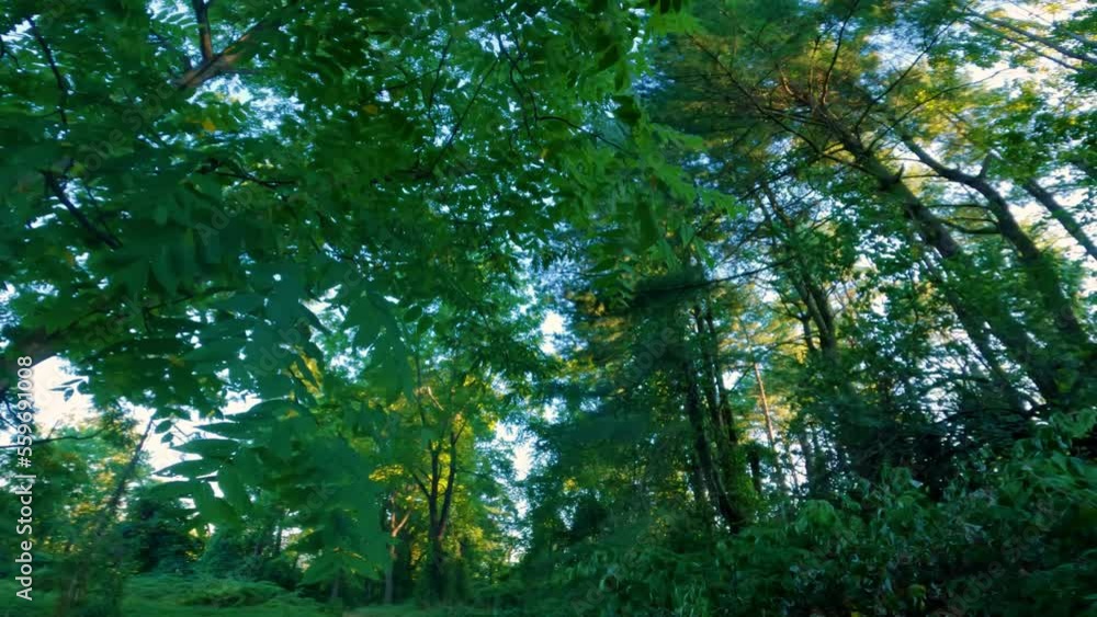Walking under a magical, beautiful, green towering tree canopy during summer