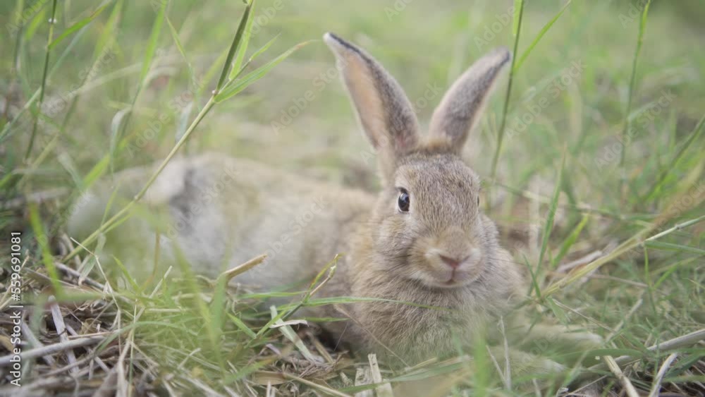 rabbit on green and yellow tree, white rabbit little rabbit, Little white bunny
rabbit on green and yellow tree, white rabbit little rabbit, Little white bunny