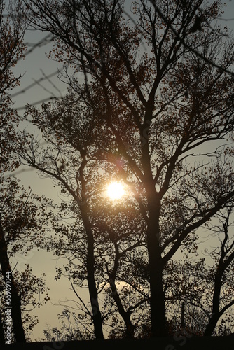arbre et coucher  de soleil