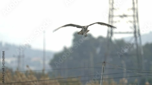 Osprey land on thin pole, Israel, 2023
Close up shot from Israel Osprey wildlife, 2023 
