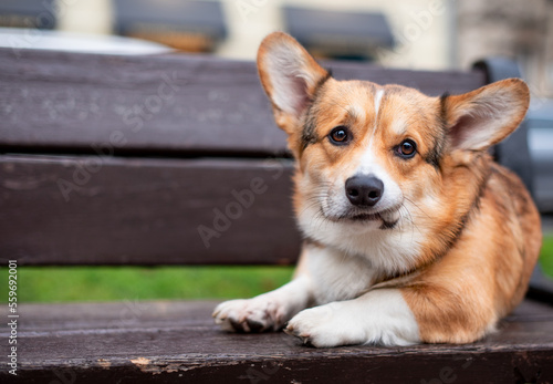 A pembroke corgi dog is lying on a bench. A beautiful red-haired dog is looking straight into the camera. Sad corgi with big ears. The photo is blurred