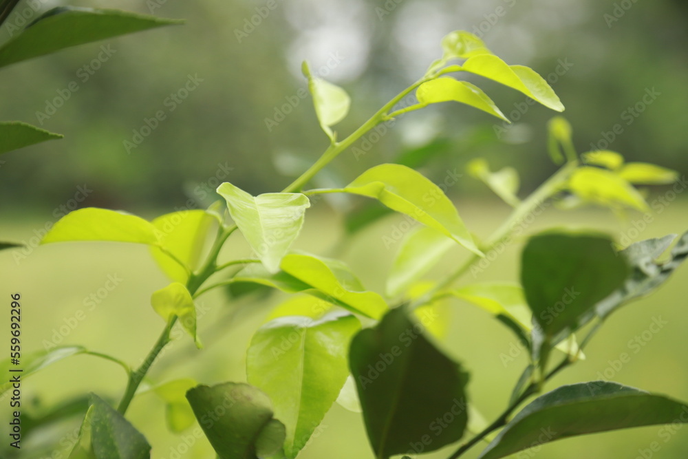 Obraz premium lime leaf shoots that grow abundantly