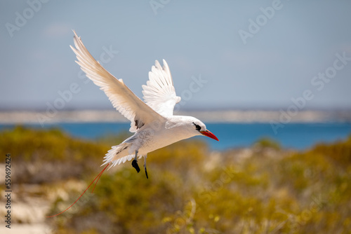 The red-tailed tropicbird (Phaethon rubricauda) in flight. Seabird native to tropical parts of Indian and Pacific Oceans. Bird flying against blue sky on island Nosy Ve. Madagascar wildlife animal. photo