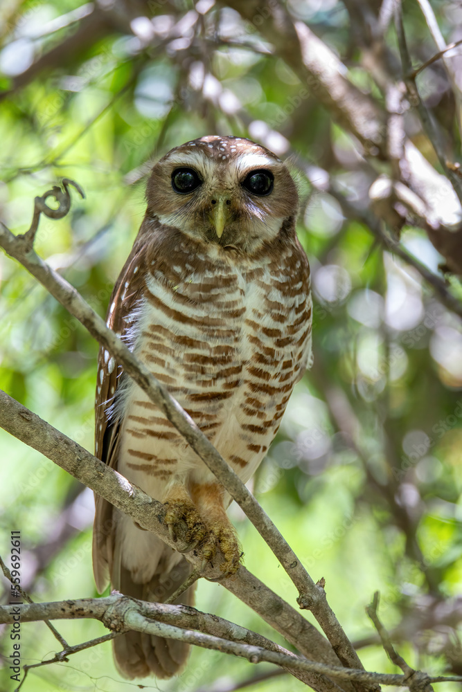 Obraz premium White-browed owl, (Athene superciliaris), Endemic bird known as the white-browed hawk-owl or Madagascar hawk-owl, family Strigidae. Parque nacional de Zombitse-Vohibasia, Madagascar wildlife animal.