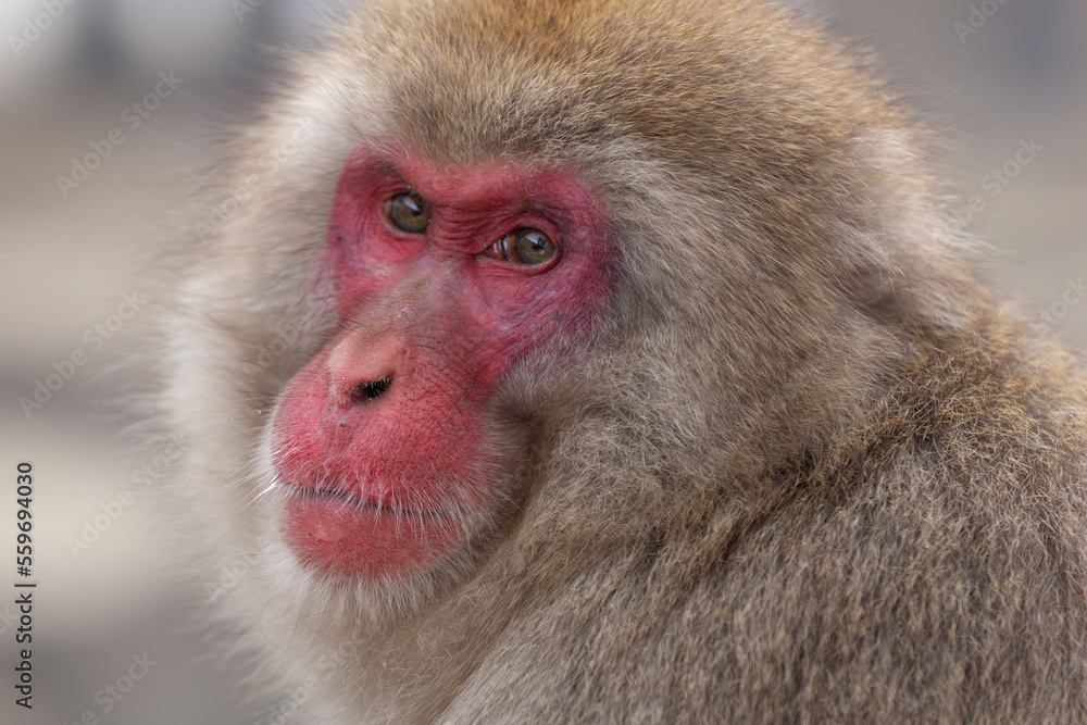 Snow Monkey (Japanese Macaque) near a warm spring in Japan. Snow Monkey (Japanese Macaque) near a warm spring in Japan.