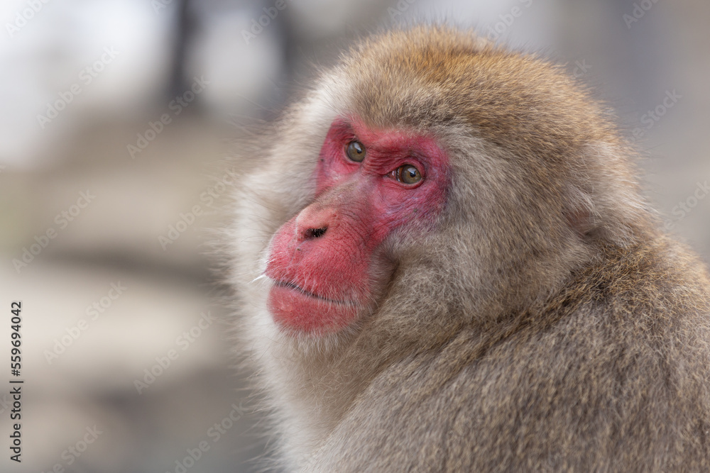 Snow Monkey (Japanese Macaque) near a warm spring in Japan. Snow Monkey (Japanese Macaque) near a warm spring in Japan.