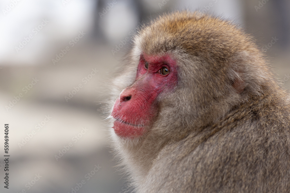 Snow Monkey (Japanese Macaque) near a warm spring in Japan. Snow Monkey (Japanese Macaque) near a warm spring in Japan.