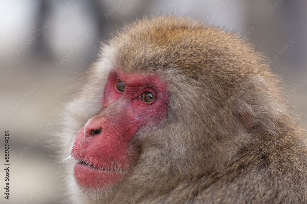 Snow Monkey (Japanese Macaque) near a warm spring in Japan.