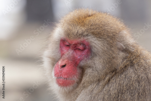 Snow Monkey (Japanese Macaque) near a warm spring in Japan. © Grantat