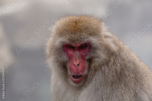 Snow Monkey  Japanese Macaque  near a warm spring in Japan.