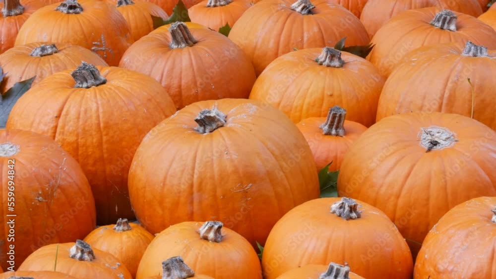 Pumpkin harvest. A huge number of various pumpkins on the field in the autumn rays of the setting sun. Orange Pumpkins of various shapes and sizes. Halloween preparation Pumpkin harvest. A huge number of various pumpkins on the field in the autumn rays of the setting sun. Orange Pumpkins of various shapes and sizes. Halloween preparation