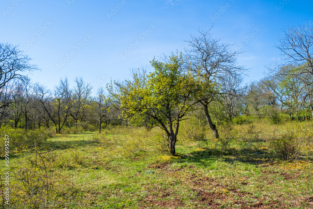 Meadow with lush trees in spring