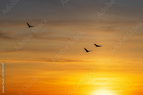 Cranes in the sky at sunset