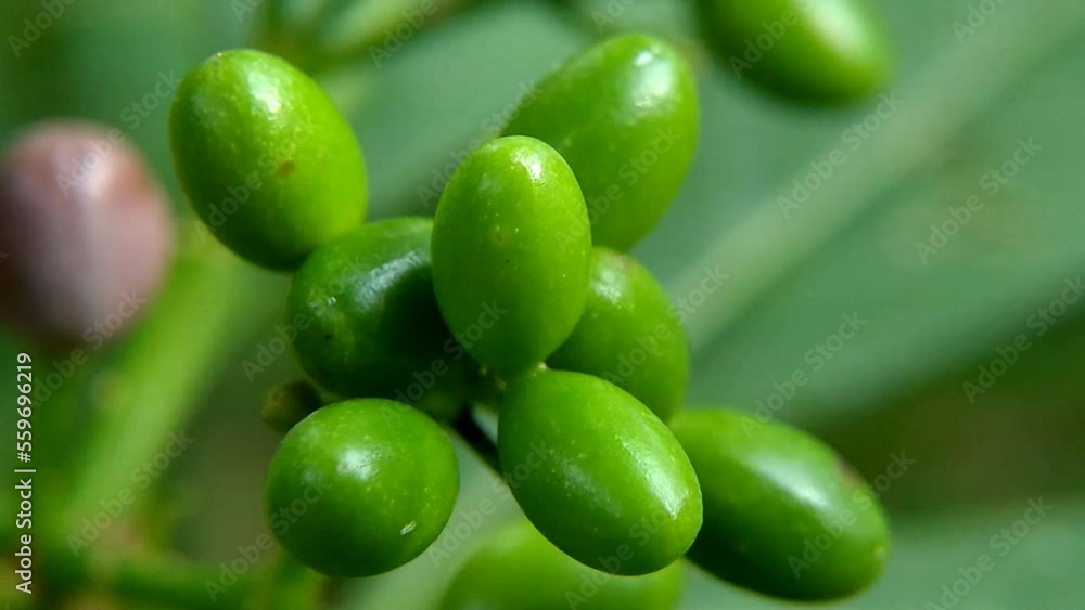 Green fruit in the forest Green fruit in the forest