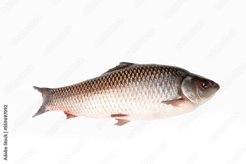 Probarbus jullieni isolated on white background.diseases found in freshwater fish Probarbus jullieni isolated on white background.diseases found in freshwater fish