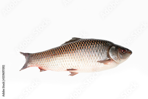 Probarbus jullieni isolated on white background.diseases found in freshwater fish