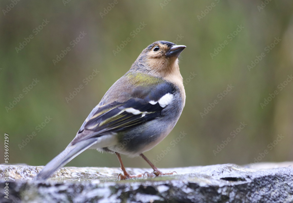 Naklejka premium Close up of Madeiran chaffinch - Fringilla coelebs maderensis - sitting on the ground with colourful background on Madeira island