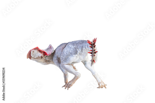 Protoceratops    dinosaur on  isolated background