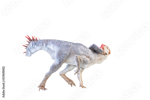 Protoceratops    dinosaur on  isolated background