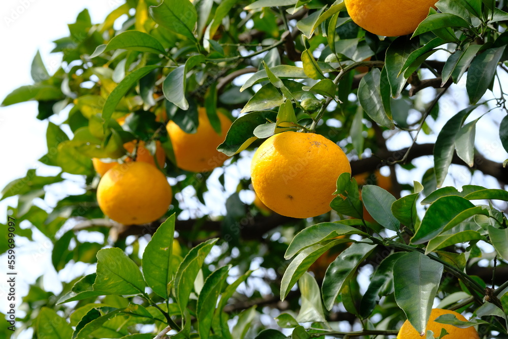 fruits of Chinese citrus in winter