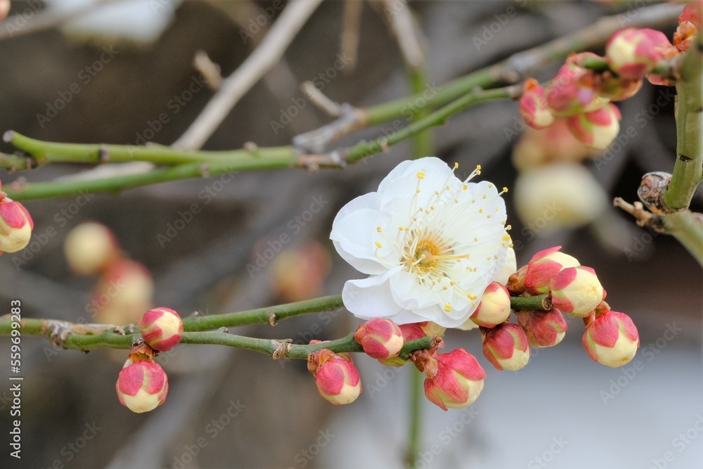 white Japanese apricot in full blooming white Japanese apricot in full blooming