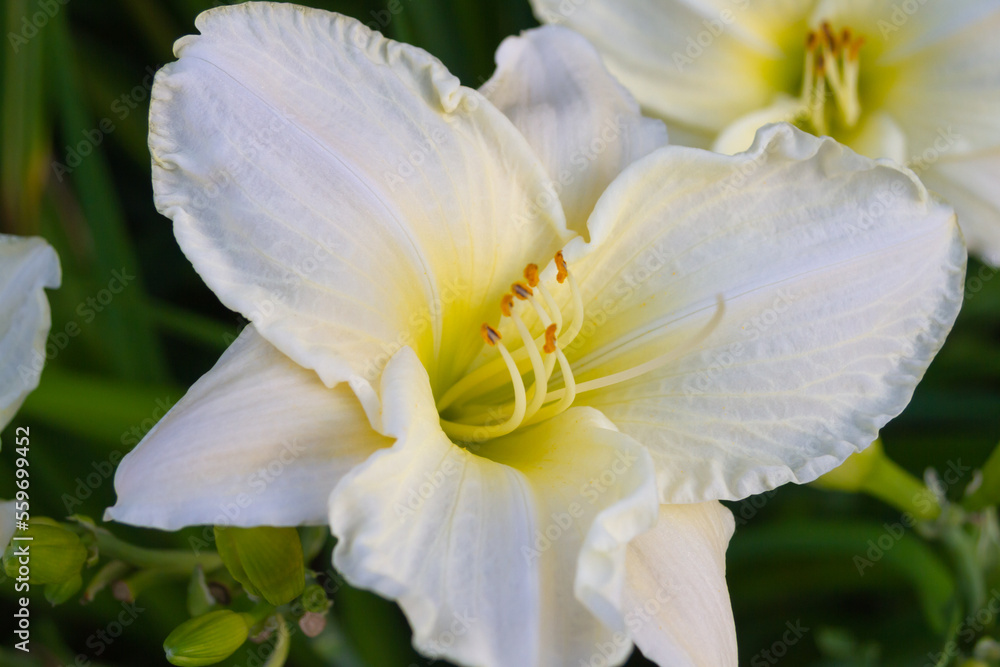 selective focus on some kind of cream daylily flower Cool it. High quality photo selective focus on some kind of cream daylily flower Cool it. High quality photo