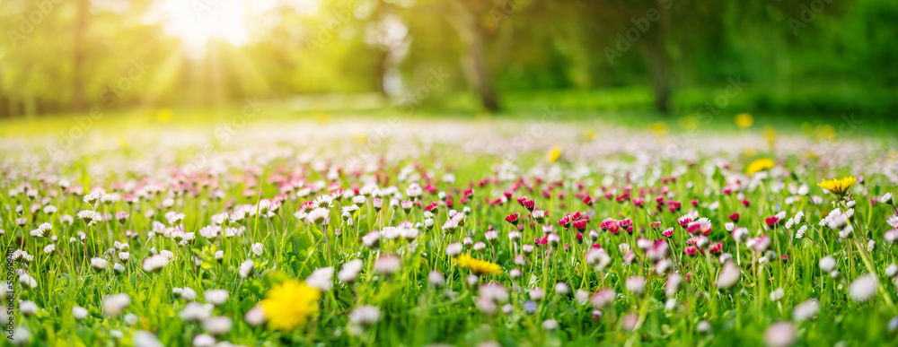 Fototapeta premium Meadow with lots of white and pink spring daisy flowers
