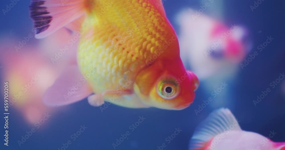 pets.beautiful exotic aquarium fish of bright colors swims in a glass aquarium.close-up. pets.beautiful exotic aquarium fish of bright colors swims in a glass aquarium.close-up.
