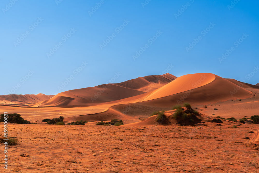 huge sand dunes in the Namib Desert with trees in the foreground of Namibia