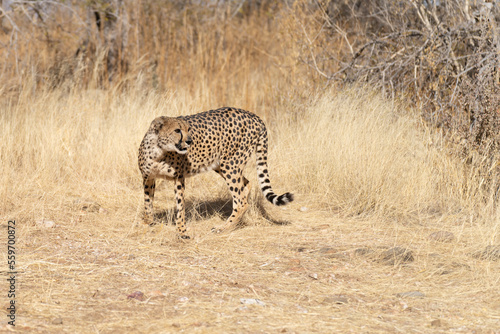 cheetah in the African savannah waiting for prey Namibia.