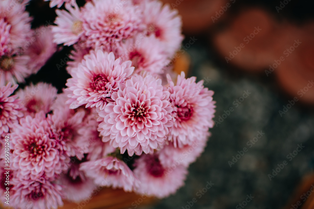 Macro Pink Chrysanthemum flowers. Blurred background with pink Chrysanthemum flower. Macro Pink Chrysanthemum flowers. Blurred background with pink Chrysanthemum flower.