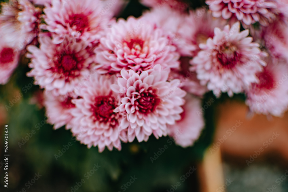 Macro Pink Chrysanthemum flowers. Blurred background with pink Chrysanthemum flower. Macro Pink Chrysanthemum flowers. Blurred background with pink Chrysanthemum flower.