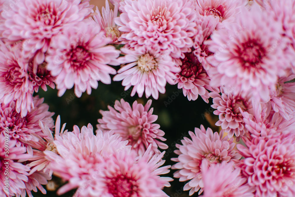 Macro Pink Chrysanthemum flowers. Blurred background with pink Chrysanthemum flower. Macro Pink Chrysanthemum flowers. Blurred background with pink Chrysanthemum flower.