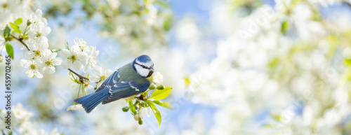 Bird sitting on branch of blossom cherry tree. The blue tit. Spring time photo