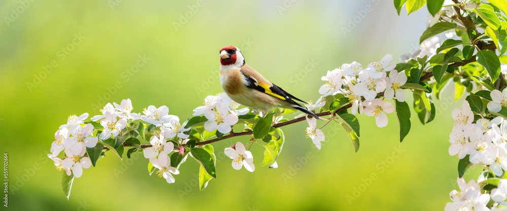 Bird sitting on a branch of blossom apple tree. The European Goldfinch Bird sitting on a branch of blossom apple tree. The European Goldfinch