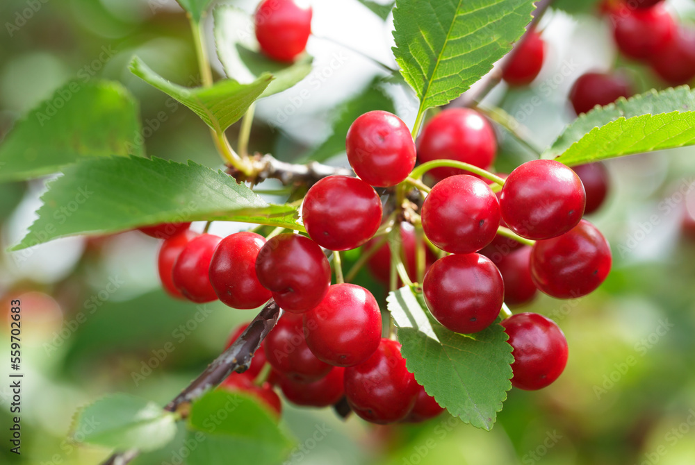 Ripe red cherries on a tree in a garden