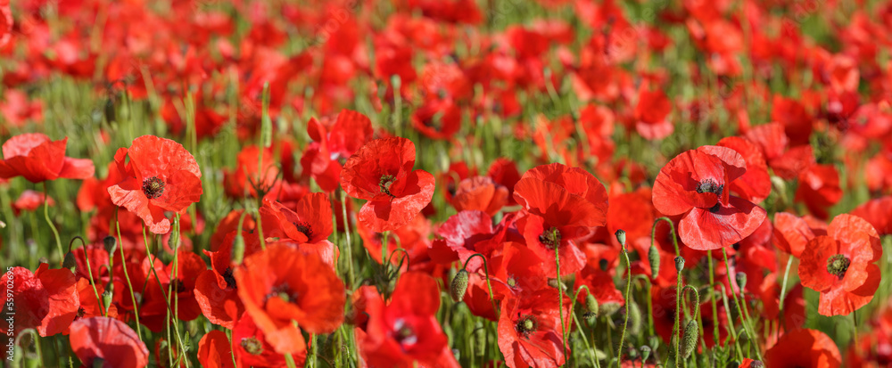 Field of red poppy flowers. Poppies meadow - obrazy, fototapety, plakaty 