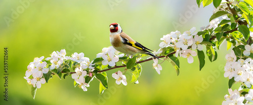 Leinwand Poster Bird sitting on a branch of blossom apple tree
