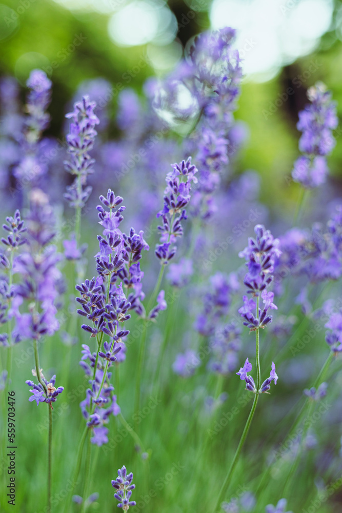 Provence - lavender field Provence - lavender field