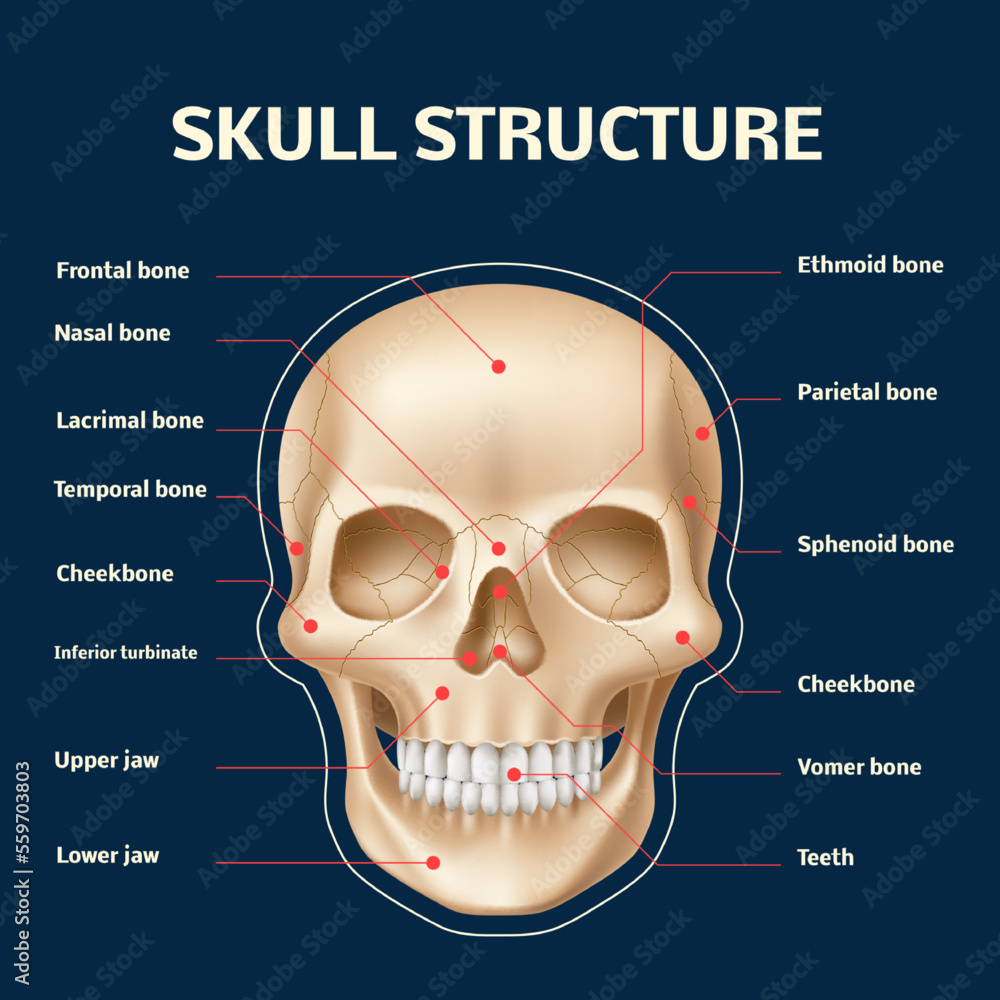 Human skull anatomy. Realistic head and face bones structure front view