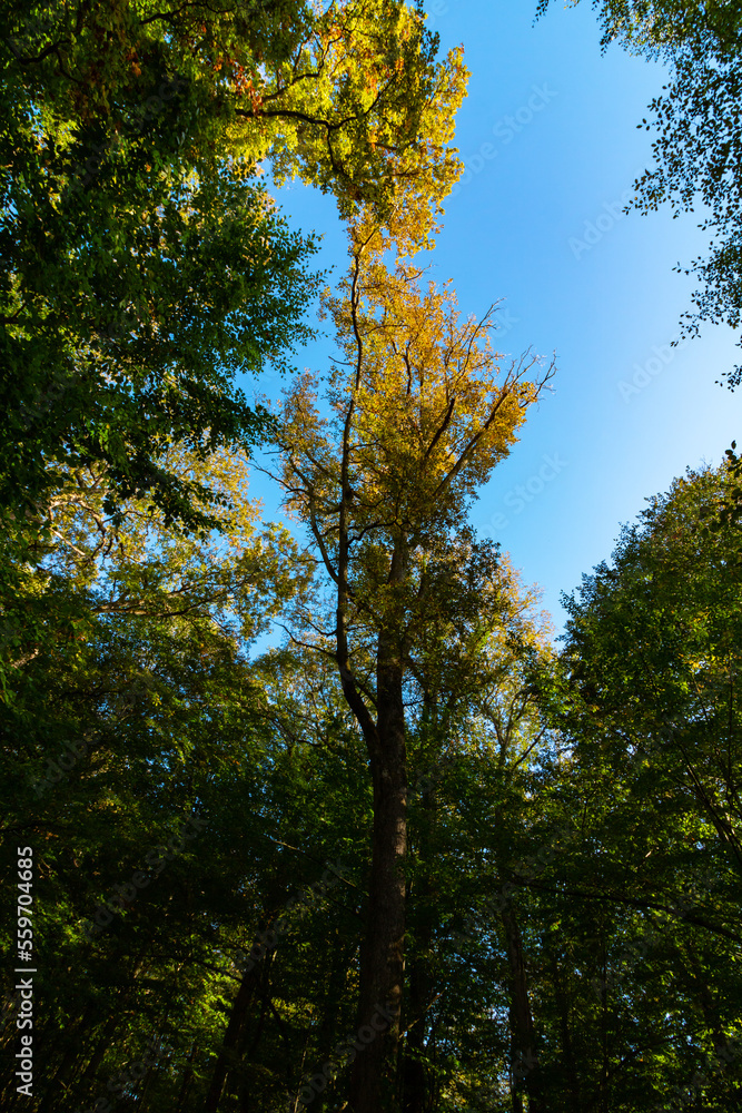 Forest view in vertical shot. Tall trees and clear sky