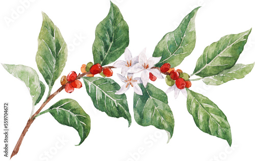 Beautiful PNG stock clip art illustration with hand drawn watercolor coffee plant branch with white flowers green leaves and red beans.
