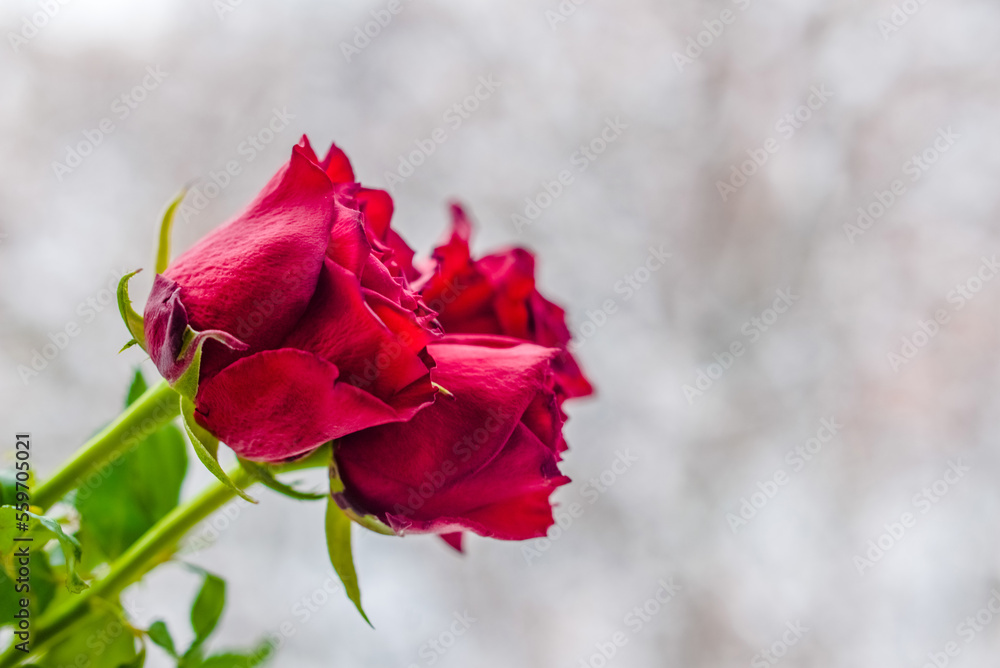 red rose branch on white winter background
red rose branch on white winter background