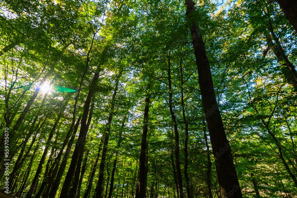 Lush forest with tall trees and sun. Carbon net zero concept photo