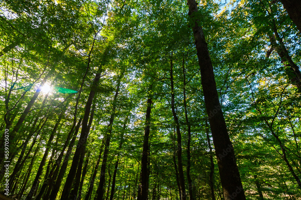 Lush forest with tall trees and sun. Carbon net zero concept photo Lush forest with tall trees and sun. Carbon net zero concept photo