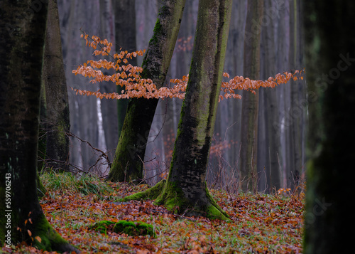 Drzewo w puszczy bukowej © Waldemar