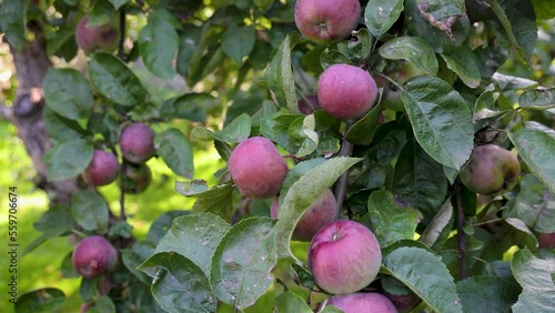 Wallpaper Mural Apple tree in a garden on a Polish countryside, 4k video Torontodigital.ca
