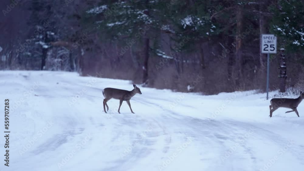 Wide shot of a family of deer crossing a snowy street. Wide shot of a family of deer crossing a snowy street.