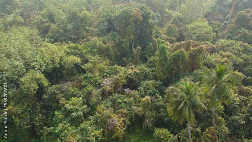 Area view shot of jungle or forest at winter season. Area view shot of jungle or forest at winter season.